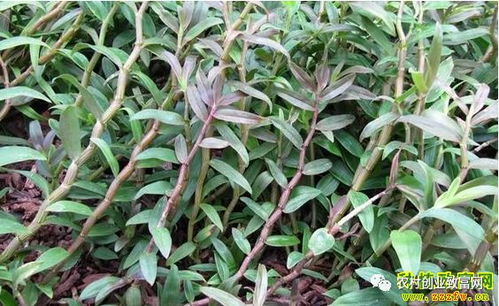 鐵皮石斛價(jià)格六年暴跌九成 產(chǎn)能過剩首當(dāng)其沖，行業(yè)出路何去何從？