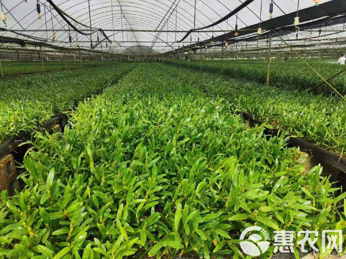特金釵石斛苗,莖桿壯實(shí),產(chǎn)地直供,全國發(fā)貨
