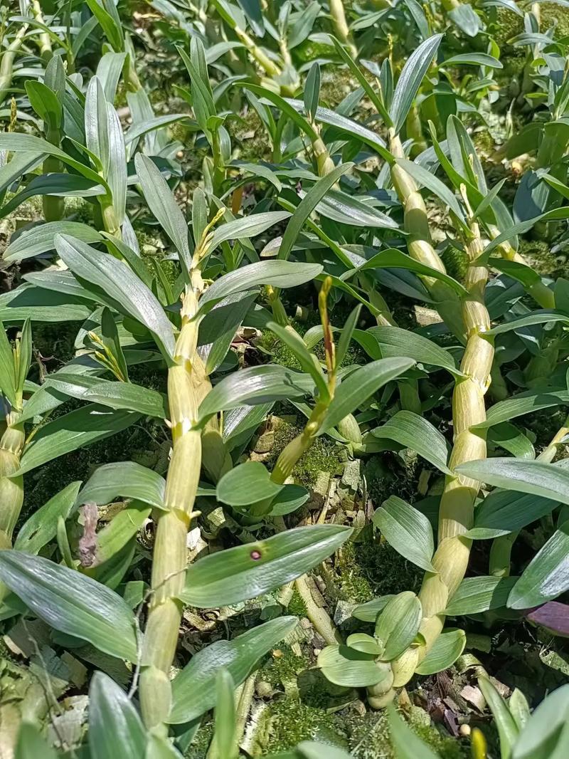 蘭花草的足跡 石斛種植全指南