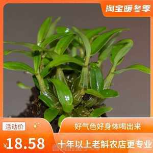 石斛苗霍山最新批發(fā)報(bào)價(jià)與種植全攻略 從選苗到豐收的實(shí)踐指南